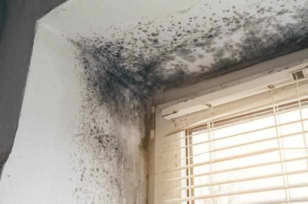 Affordable Mold Cleanup solutions in Graham, NC